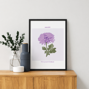 november-chrysanthemum