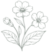 cropped flowerr.png